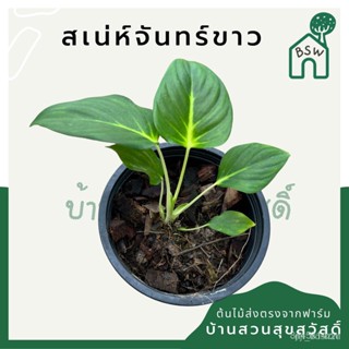 ผลิตภัณฑ์ใหม่ เมล็ดพันธุ์ เมล็ดอวบอ้วน100%สเน่ห์จันทร์ขาว พร้อมกระถางเมล็ดพืชคุณภาพสูงColorFlowerRussianMixMani /ขายดี L