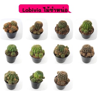 Lobivia ไม้ชำหน่อ cactus  แคคตัส กระบองเพชร ตะบองเพชร พืชอวบน้ำ พืชทะเลทราย