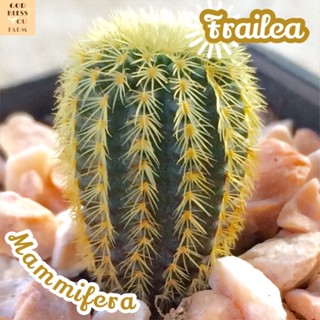 [เฟรเลียหนามทอง] Frailea Mammifera ส่งพร้อมกระถาง แคคตัส Cactus Succulent ไม้อวบน้ำ พืชอวบน้ำ ไม้หนาม ไม้ทะเลทราย