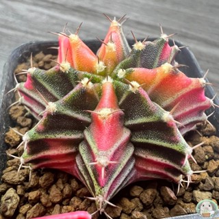 (R1) ต้นยิมโนด่าง คัดพิเศษ ไม้เมล็ด - (gymnocalycium) - แคคตัส/ง่าย ปลูก สวนครัว เมล็ด/อินทรีย์ 05TP