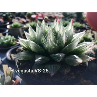 H.venusta VS-25 A114