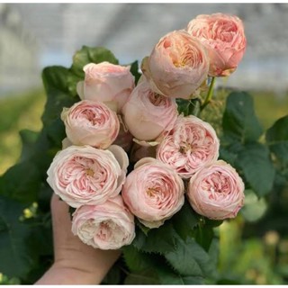 Mansfield park แมนฟิว ปาร์ค กุหลาบทรงพุ่ม ก้านตรงยาว จากVip rose
