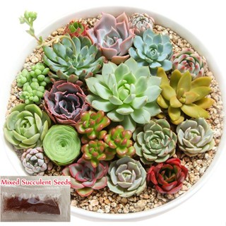 （คุณภาพสูง เมล็ด）เมล็ดพันธุ์บอนไซ 100 ชิ้น Mixed Multi-Color Succulent Seeds Rare Plants Bons/สวนครัว ผัก ปลูก สวน/เ T54