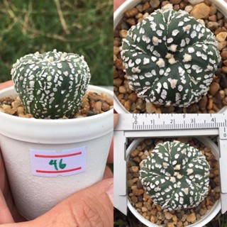 แอสโตร Astrophytum แอสโตรไม้เมล็ด แอสทีเรียส คาบูโตะ ซุปเปอร์คาบูโตะ สตาร์เชฟ