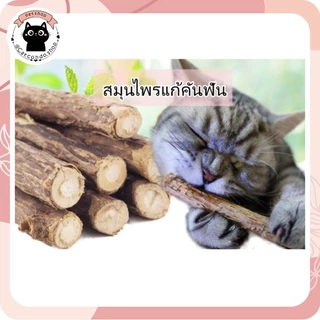 🌵 catnip5แท่ง ไม้มาทาทาบิ ก้านมาทาทาบิ ขัดฟันแมว ไม้แมวเมา matatabi ขัดฟันแมว ไม้ขัดฟัน 🌵