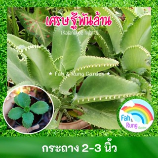 🌿 ต้นเศรษฐีพันล้าน (กระถาง 2-3 นิ้ว)