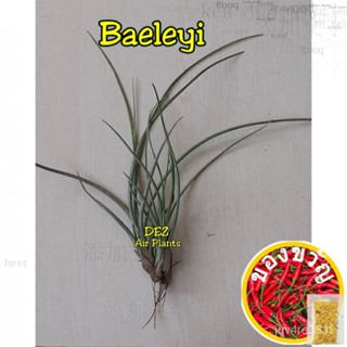 Air Plants - Baeleyi (Indoor/decoration Plants) ชุดชั้นใน/โปโล/ดอกทานตะวัน/เซฟา/ดอกทานตะวัน/เซ็ตต์/ สาก/พร่าย/แอปเปิ้ล/通