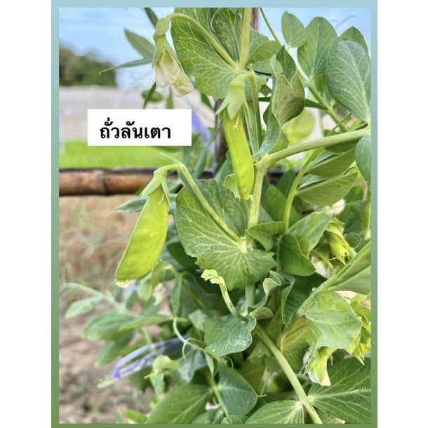 เมล็ด ถั่วลันเตา ฝักแบน (ประมาณ 60 เมล็ด) - รูปที่ 2