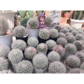 แมมขนแกะ Mammillaria bocasana vs. multilanata