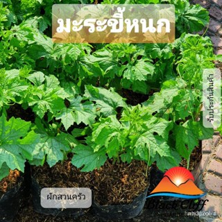 ผลิตภัณฑ์ใหม่ เมล็ดพันธุ์ 2022มะระขี้นก ผักสวนครัว ปลูกผักทานเอง ต้นไม้ ไม้ผล ต้นพันธ์ พันธุ์ไม้ ไม้มงคล ไม้ฟอก /ขายด BO