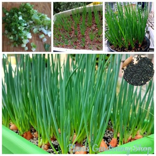 （คุณภาพสูง เมล็ด）เมล็ดพันธุ์ Scallion Green Shallot Seeds Vegetable Seeds 200 เมล็ด เมล็ดพันธ/ง่าย ปลูก สวนครัว /คละ END