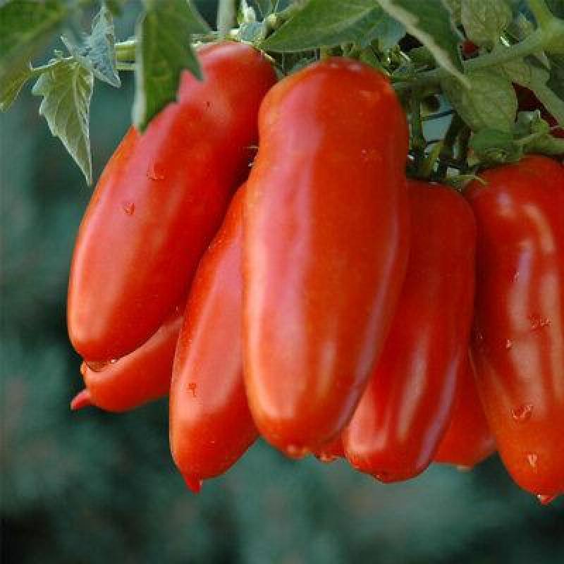✵มะเขือเทศเชอรี่ บรรจุ 100 เมล็ด (Red Cherry Tomato Seed) พันธุ์ไม้ผล เมล็ดพันธุ์ผัก ต้นไม้ประดับ ต้นไม้แคระ ต้นผลไม้✦