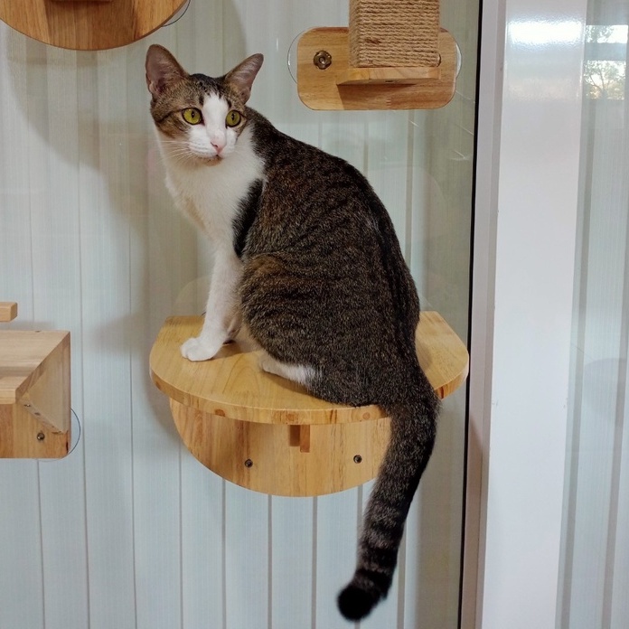 ของเล่นติดกระจก หลุมอะคริลิคติดกระจก 🔥สินค้าพร้อมส่ง⚡ - รูปที่ 2