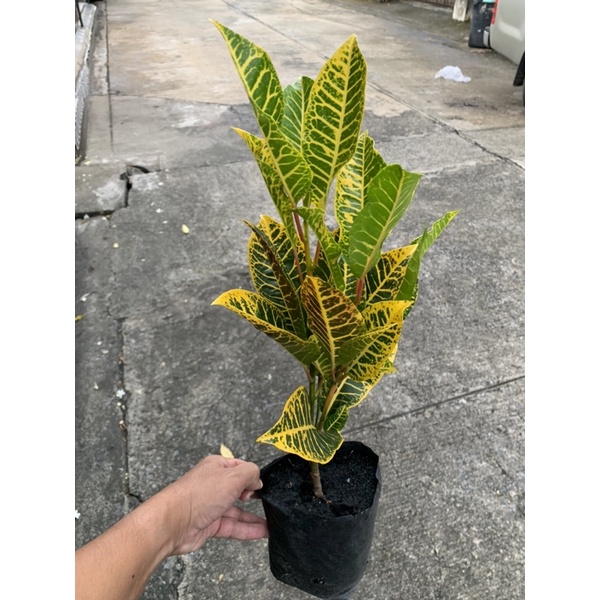 ต้นโกสน พันธุ์ตะเพียนทอง ถุงดำใหญ่ 5 นิ้ว #Patsorntree