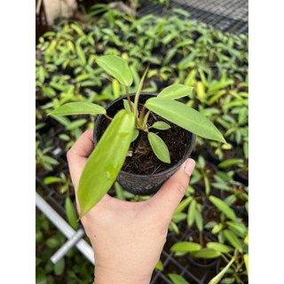 ☘️☘️โจปิอาย☘️☘️Philodendron joepii☘️☘️ไม้อนุบาลแล้ว🍀ไม้แรร์ต้องมี☺️