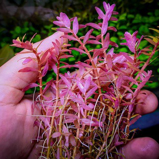 ต้นไม้น้ำ โรทาล่าฝูเจี้ยน Rotala rotundifolia fujian ขายเป็นกิ่ง