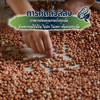 ถั่วลิสงคั่ว 500g ถั่วลิสงพันธุ์ไทยแท้ ใหม่ สะอาด ปลอดภัย จากบ้านถั่วลิสงจังหวัดน่าน