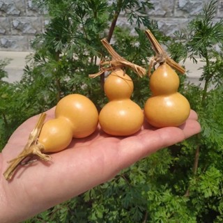 เมล็ดพันธุ์ น้ำเต้าเซียนจิ๋ว มิเนียเจอร์ Miniature Bottle Gourd 5 เมล็ด น้ำเต้าเซียน