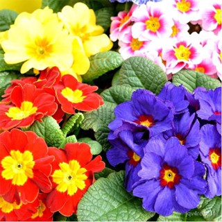 Primula Primula ไฮบริด50ดอก/ดอกไม้/สวน/ดอกทานตะวัน/ดอกไม้/ใหญ่/ข้าวโพด/ดอกทานตะวัน/กระ/กระโหลก/ไม้จันทน์ HLUL