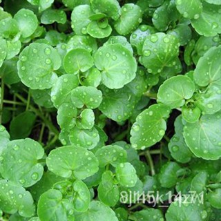 ผลิตภัณฑ์ใหม่ เมล็ดพันธุ์ 2022เมล็ดอวบอ้วน วอเตอร์เครส สลัดน้ำ (Watercress Seed) บรรจุ 500/อินทรีย์็ด CCJU