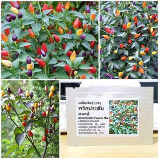 （คุณภาพสูง เมล็ด）เมล็ดพันธุ์ พริกประดับ คละสี (Ornamental Pepper Mix Seed) บรรจุ 30 เมล็ด คุณภาพดี ข/ง่าย ปลูก ส/ดอก WEJ