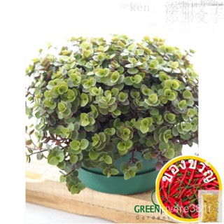 GNC-callisia Serena Live Plant Tree callisia Serena doll/ หมวก/ทานตะวัน/ทานตะวัน/หวก/seeds/รองเท้า/ SHBZ