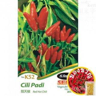 K52 Red Hot Chili vegetable seeds // seeds chilli Paddy พริกชี้ฟ้า [SEED]​​กระโปรง/สร้อยข้อมือ/เด็ก/แอปเปิ้ล/ทานตะวัน/ U