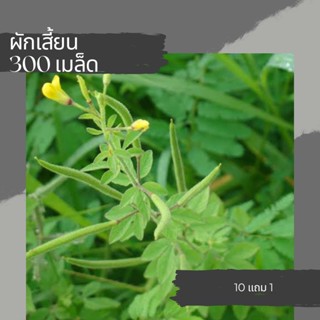 เมล็ดผักเสี้ยน เมล็ดพันธุ์ผัก เมล็ดผัก 10แถม1 คละได้