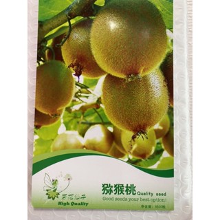 เมล็ดพันธุ์ กีวี่ ( Kiwi Seed ) บรรจุ 20 เมล็ด