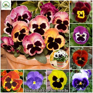 （คุณภาพสูง เมล็ด）เมล็ดพันธุ์ ดอกแพนซี่ บอนสี Pansy Mixed Seeds Flower Seeds 100 เมล็ด ต้นดอกไ/ง่าย ปลูก สวนครัว /สวนครัว