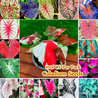 ผลิตภัณฑ์ใหม่ เมล็ดพันธุ์ จุดประเทศไทย ❤【Malaysia Ready】100 Seeds Mixed 17 Colors Caladium Seeds Pokok Keladi H คล/เมล็ด