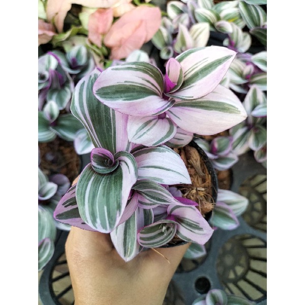 ก้ามปูหลุดด่างชมพู nanouk น่ารักมากก😁 จัดส่งกะถางดำนะคะ - รูปที่ 2