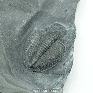 [อายุกว่า 505 ล้านปี!!!] #233 ฟอสซิล ไทรโลไบต์ Elrathia Kingi Trilobite ของแท้ ขนาดเล็ก บน Matrix จาก USA