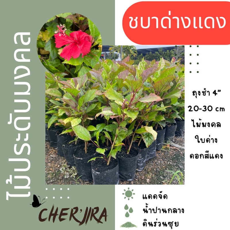 ต้นชบาด่างแดง ชบาสามสี ใบด่างแดง ดอกสีแดง ถุง 4” ขนาด 20-30 CM (สั่งขั้นต่ำ 5 ต้น คละได้)