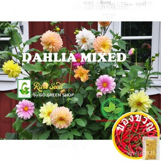 Go Green DAHLIA หายากเมล็ดดอกไม้สีผสม DAHLIA Color PLUS พร้อมสต็อกพร้อมลูกน้อย/ของเล่น/ก้าก/บ้านและสวน/ ดอกไม้สด 2PY9