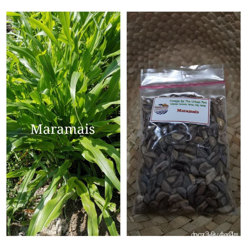 ผลิตภัณฑ์ใหม่ เมล็ดพันธุ์ จุดประเทศไทย ❤Mara mais seeds or Maramais (220 to 240 seeds/ pack or 60 to 70 seeds/pa/ขายด CI
