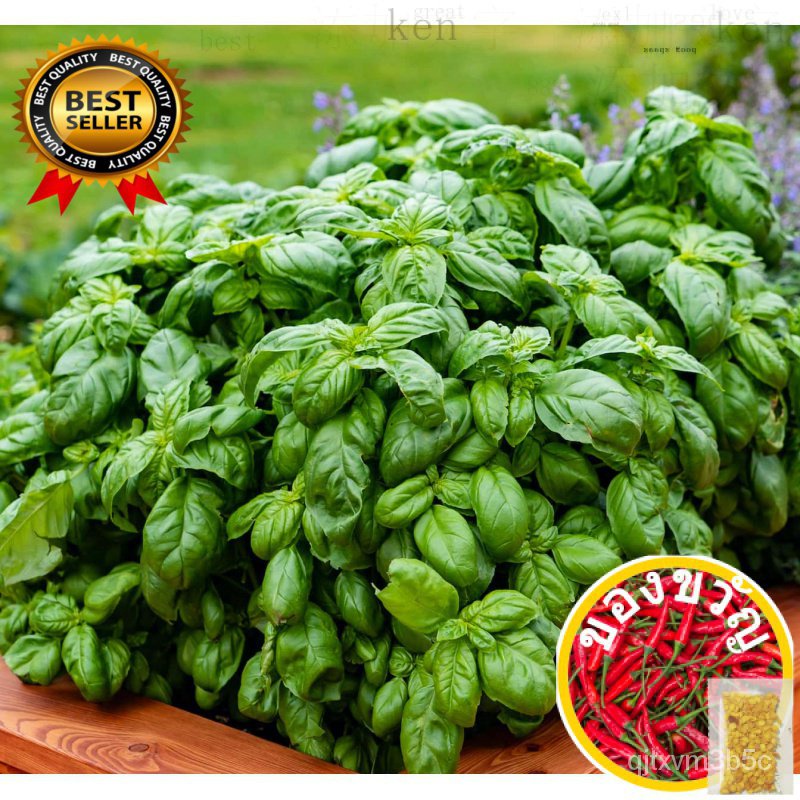 Sweet Basil Genovese SEEDS-100pcs seeds/ Sweet/Hebrs/Easy TO Grow/Hybrid ผักชี/อัญมณี/สร้อยคอ/มะละกอ/มักกะโรนี/ เซมล็อด/