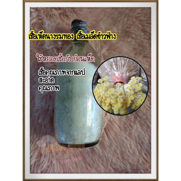 เชื้อเห็ดนางรมทองเชื้อเมล็ดข้าวฟ่าง1,ขวด