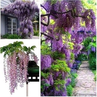 ผลิตภัณฑ์ใหม่ เมล็ดพันธุ์ สปอตสินค้า❤ปลูกง่าย บอนสี บอนสีสวยๆ 10 เมล็ด Wisteria Seeds Flower Seeds บอนสีหายาก เ /ขายด M8