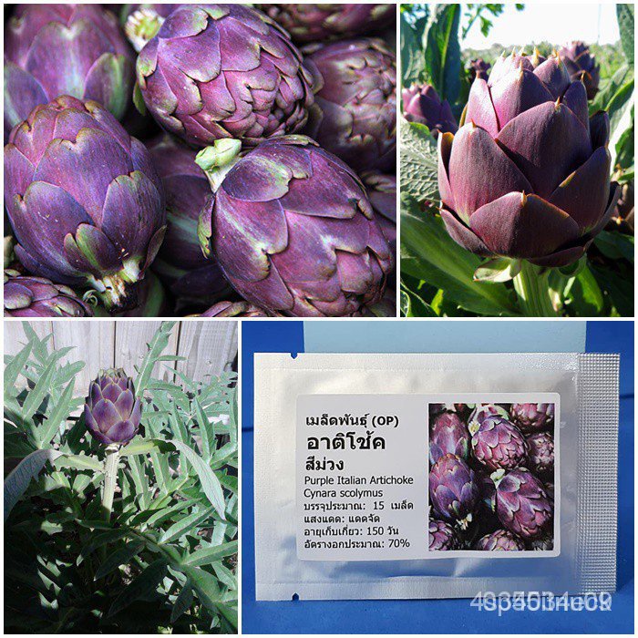 ผลิตภัณฑ์ใหม่ เมล็ดพันธุ์ เมล็ดพันธุ์ อาติโช้ค สีม่วง ( Purple Italian Artichoke Seed ) บรรจุ 15 เมล