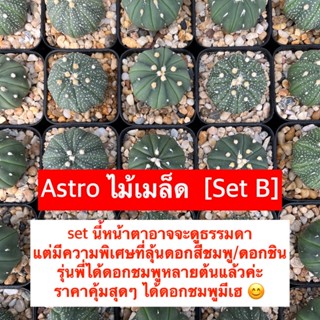 แคคตัส [Set B] แอสโตร ไม้เมล็ด ลุ้นดอกชมพู/ดอกชิน
