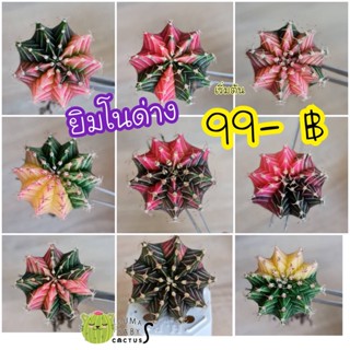 ยิมโนด่าง / LB ลูกผสม ไม้เมล็ดเริ่มต้น 99฿