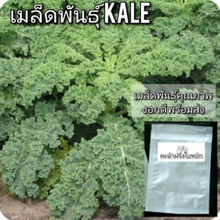 เมล็ดผัก Kale เคล คะน้าฝรั่ง ใบหยิก 50เมล็ด ผักสุขภาพ ปลูกง่าย กระถางได้ พร้อมส่ง