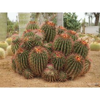 ผลิตภัณฑ์ใหม่ เมล็ดพันธุ์ 10pcs Cactus Seeds Bonsai Perennial Rare Succulent Plants Office #SY033 971L คละ สวนครัว/เ GUB