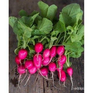 ผลิตภัณฑ์ใหม่ เมล็ดพันธุ์ 2022เมล็ดอวบอ้วน เเรดิชเลดี้สลิปเปอร์ (Lady Slipper Radish Seed)  บรรจุ 50 เมล็ดเมล็ด /ขายด WY