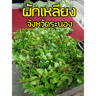 ผักเหลียง ราชินีผักพื้นบ้านของคนใต้