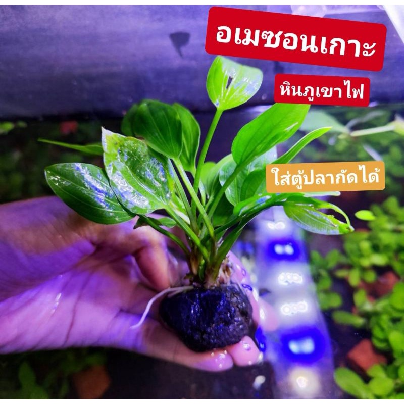 อเมซอน​เกาะ​( หินภูเขาไฟดำ​)​