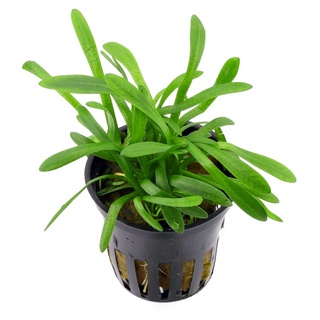 (ขายเป็นต้น)ต้นไม้น้ำ หญ้าซากิททาเรีย SAGITTARIA SUBULATA ราคา ถูกที่สุด ดีลบีเคเค