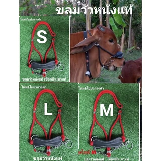 ขลุมวัว หนังแท้ เม่าวัว เค่าวัว เชือกทำจากเชือกปีนเขาแท้.โซ่แสตนเลสแท้ 100 % ไม่เป็นสนิม ขลุมแบบประกับมีตัวล็อคเชือก