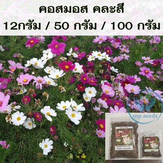 เมล็ดดอกคอสมอส คละสี 100 กรัม Cosmos Sensation Mix  คอสมอสแคระคละสี